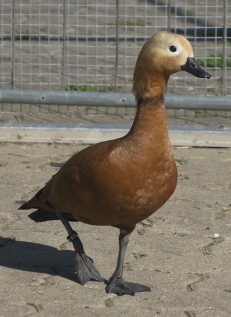 行动