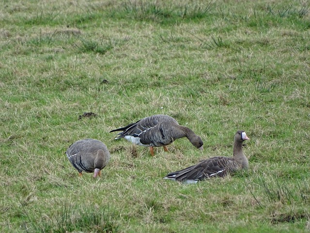 尤文准备支付1400万欧买断卡卢卢.
